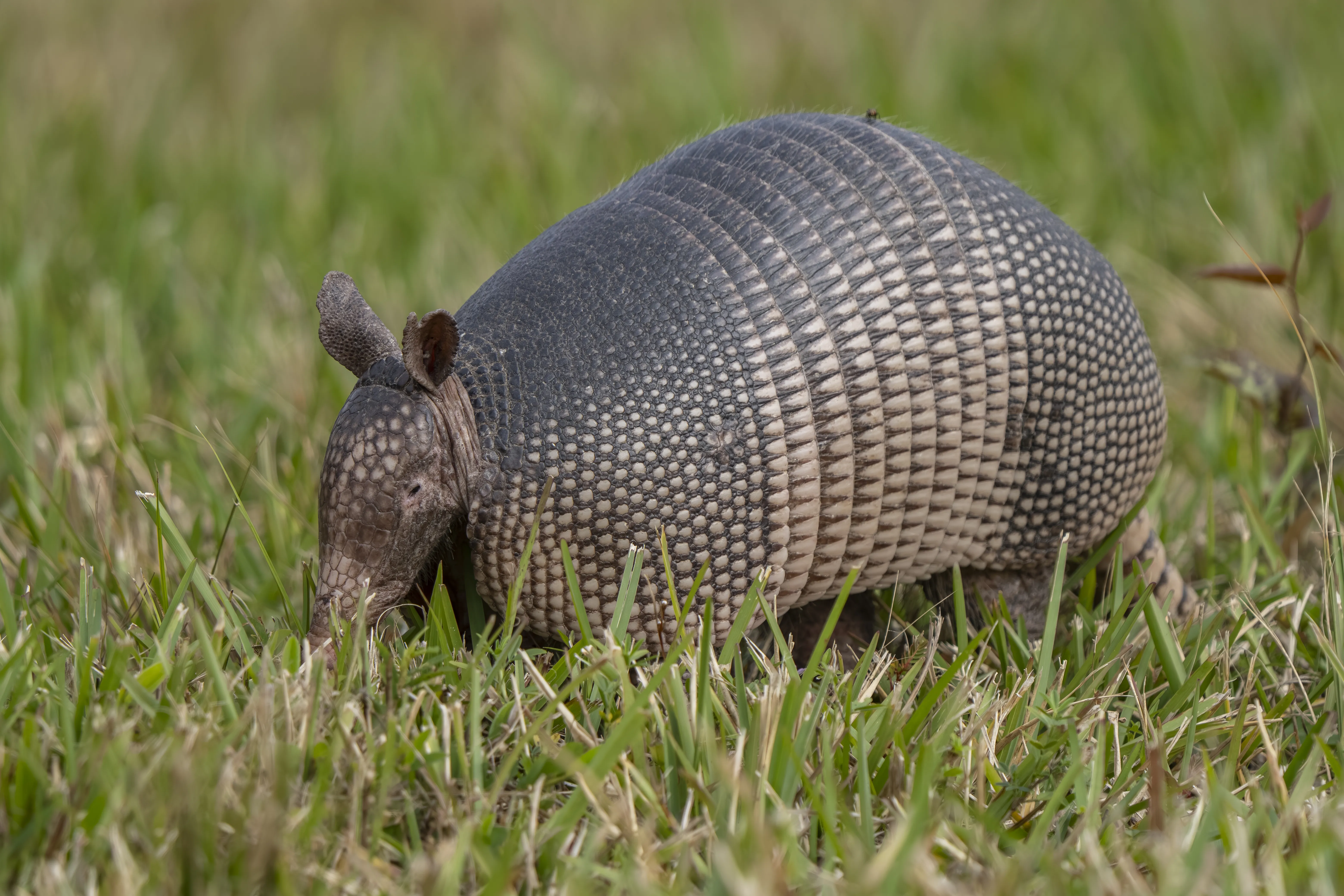 Armadillo Removal